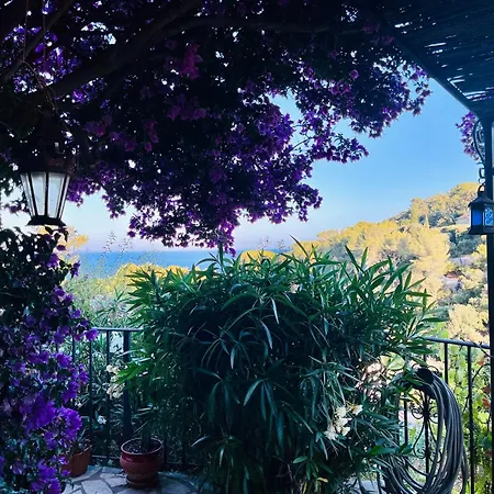 Pleine Vue